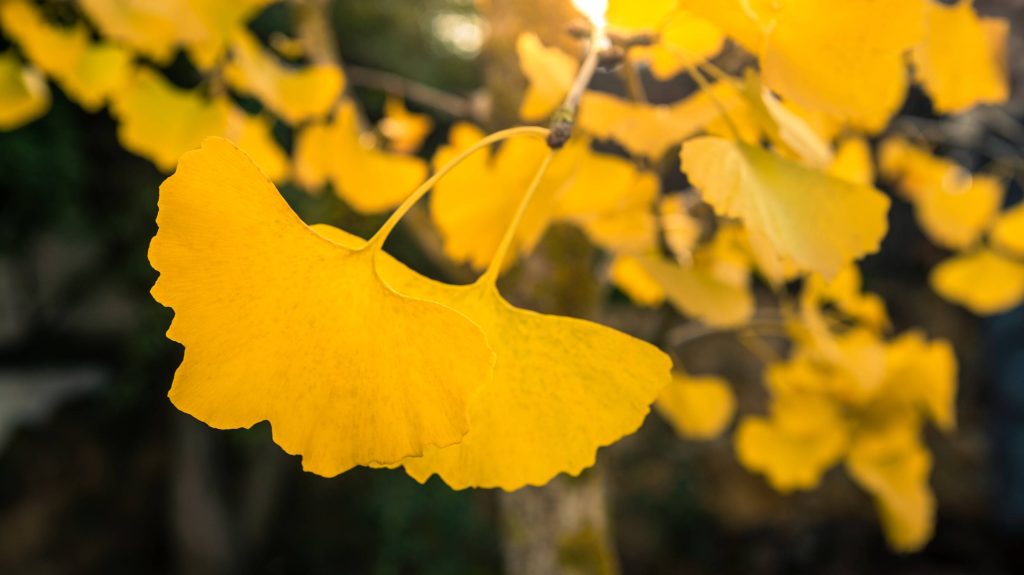 Close Up Of Ginkgo Biloba Yellow Leaves At Chinese 2024 12 07 13 00 06 Utc 1 1024x575