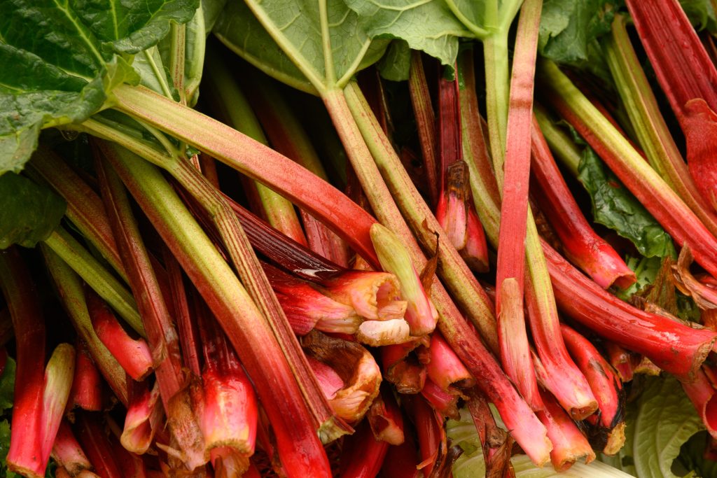 Fresh Organic Rhubarb On Local Country Farmers Mar 2025 03 10 11 06 28 Utc 1 1024x683