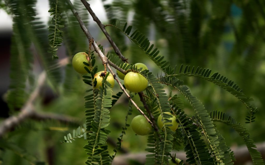 Goose Berries On A Bush 2025 02 02 15 01 37 Utc 1 1024x638