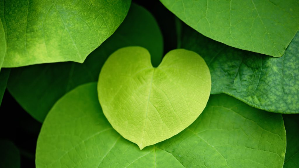 The Green Heart Shaped Leaves Of Vine Plant 2025 03 10 00 47 51 Utc 1 1024x576