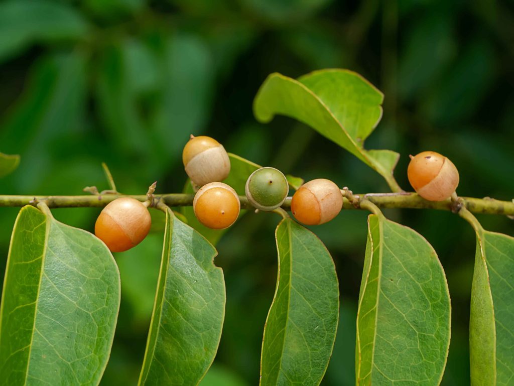 Fruit Of Olax Psittacorum Lam Plant On Branch W 2026 01 11 10 41 27 Utc 1 1024x769