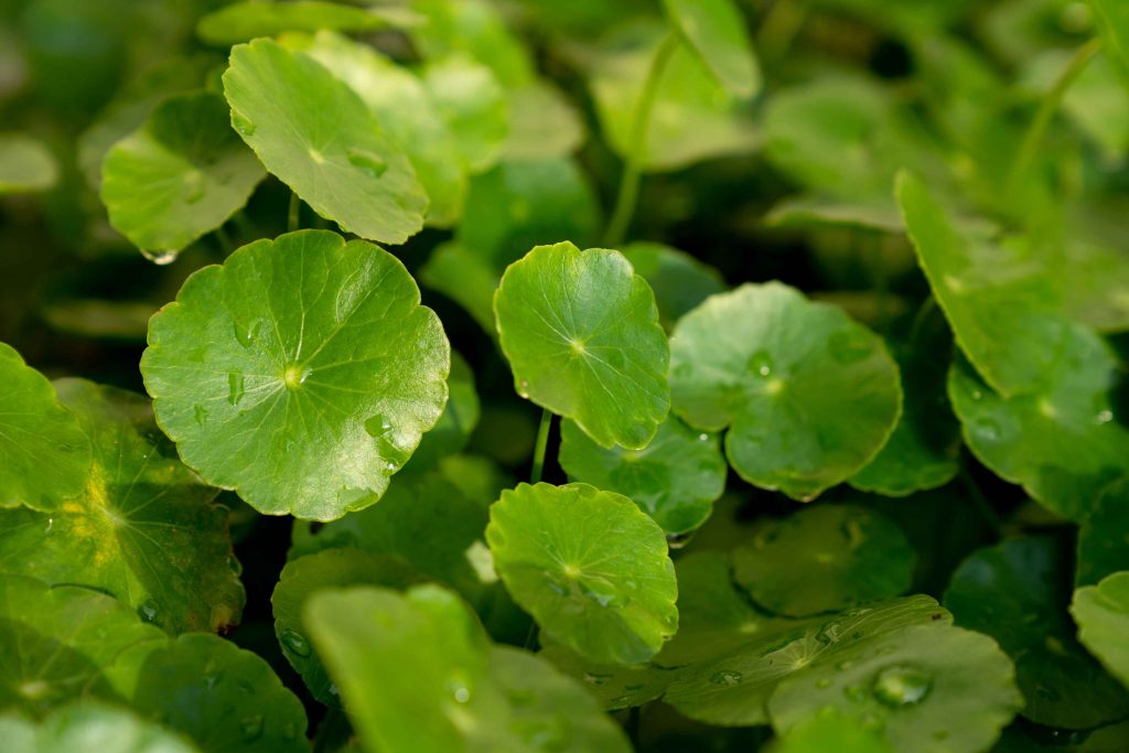 Green Leaf At The Garden 2026 01 08 22 00 13 Utc 1 1024x683