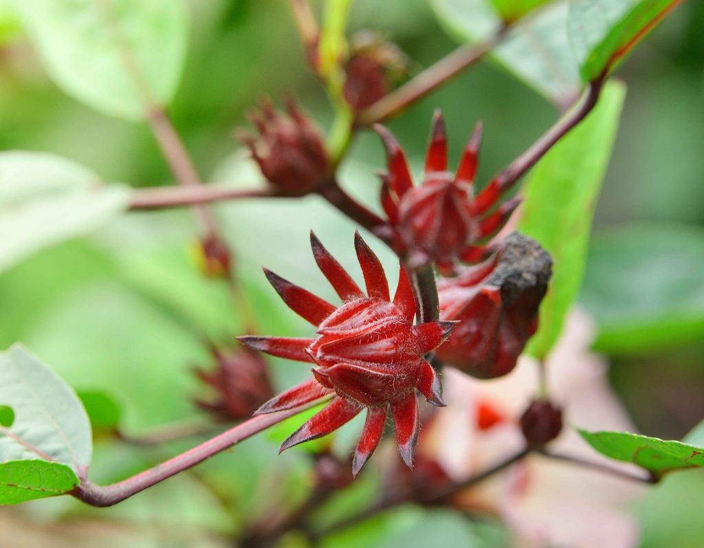 Hibiscus Sabdariffa Or Roselle Fruits Flower 2026 01 05 23 17 56 Utc 1 1024x797