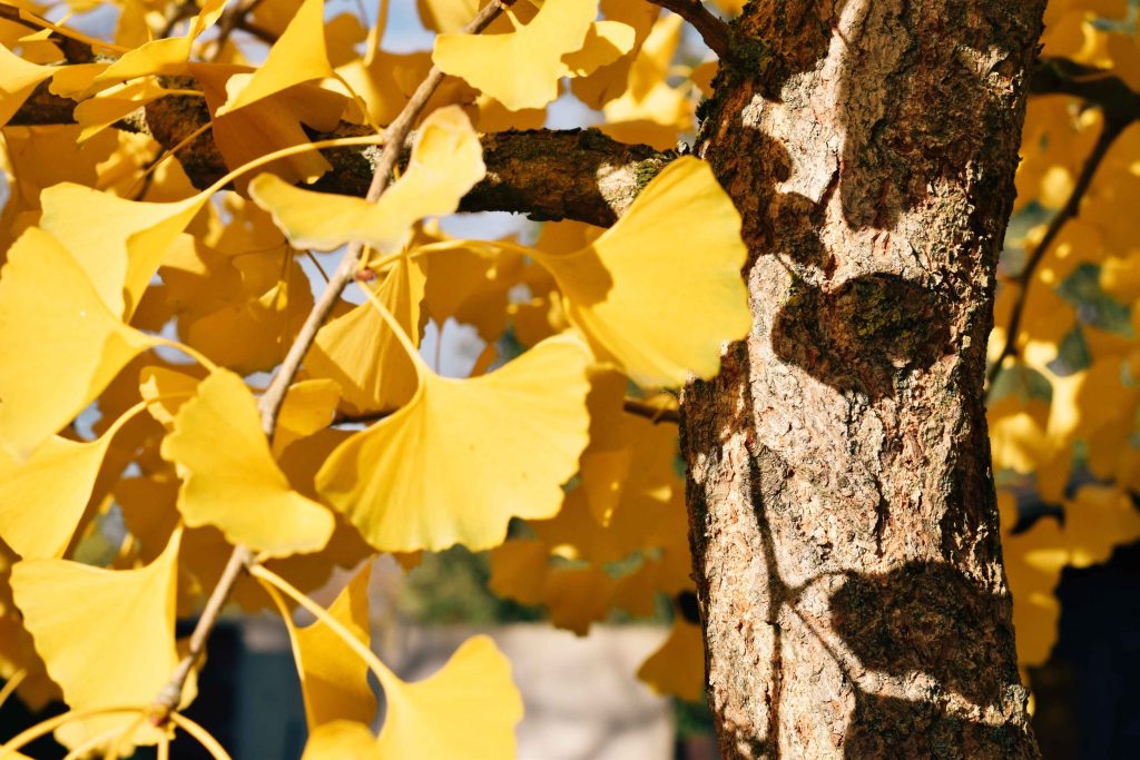 Ginkgo biloba