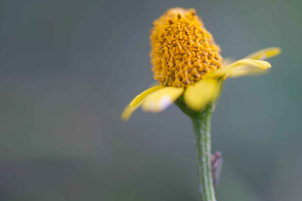 Big Yellow 2026 01 05 05 43 33 Utc 1024x683