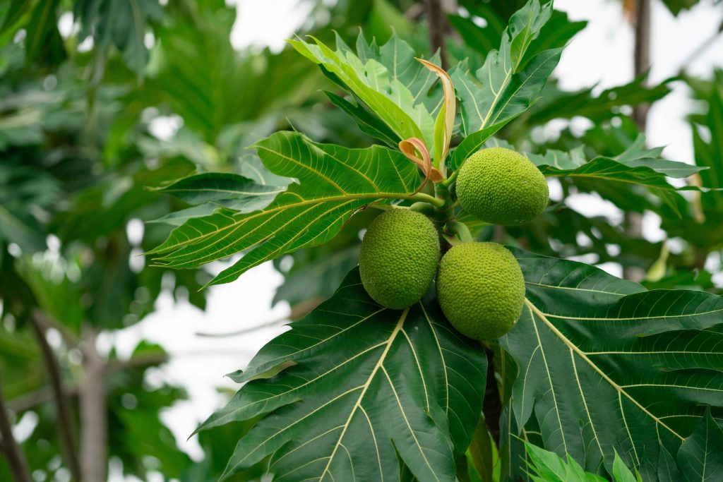 Breadfruit On Breadfruit Tree With Green Leaves In 2026 01 07 06 48 02 Utc 1 1024x683