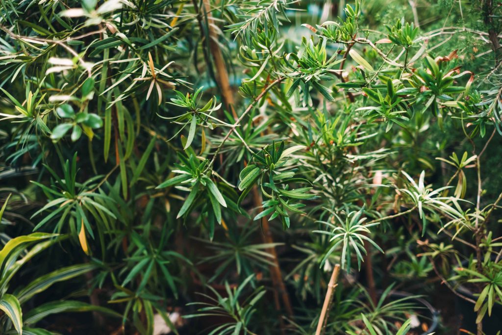 Natural Green Background With Bushes Of Tropical V 2026 01 06 09 41 06 Utc 1 1024x683