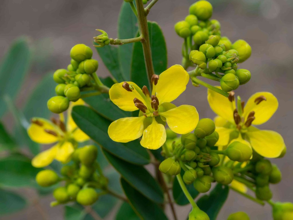 close up flower of cassod tree or senna siamea 2026 01 11 10 40 18 utc (1)