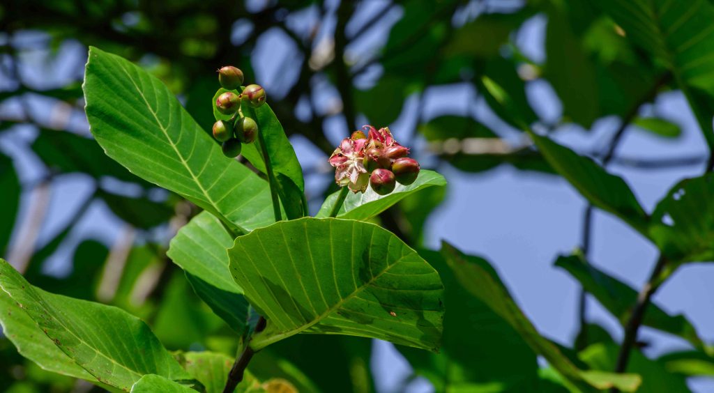 para dillenia suffruticosa plant invasive everg 2026 03 09 08 44 29 utc (1)