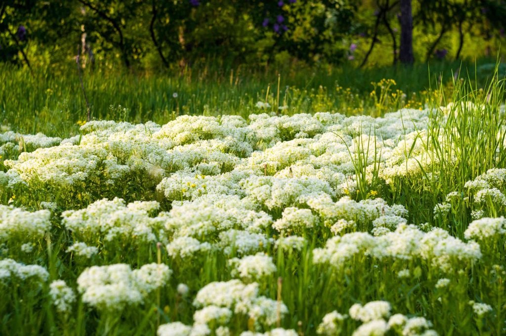 spring blooming field bright green plants grass 2026 01 09 14 29 13 utc (1)