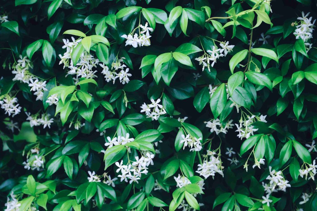 close up of jasmine plants in bloom texture 2026 03 16 05 08 26 utc (1)