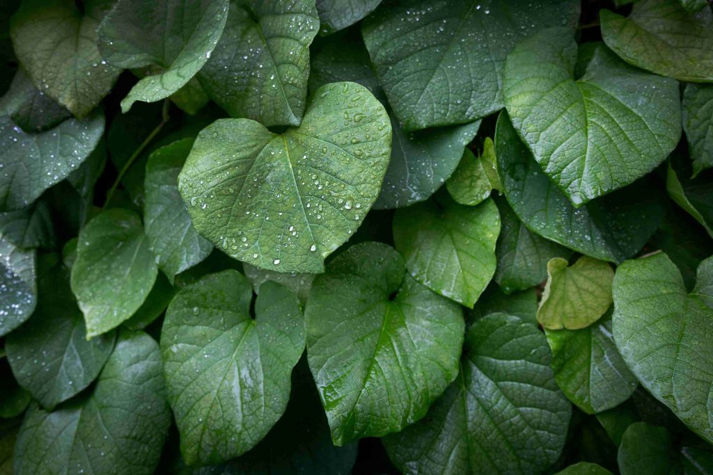 green leaves with drops of rain 2026 01 09 00 56 11 utc (1)