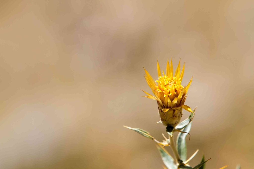 yellow flower 2026 03 26 11 37 19 utc (1)